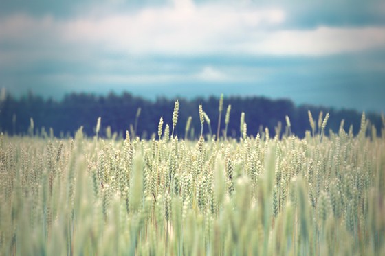 Фото: природа